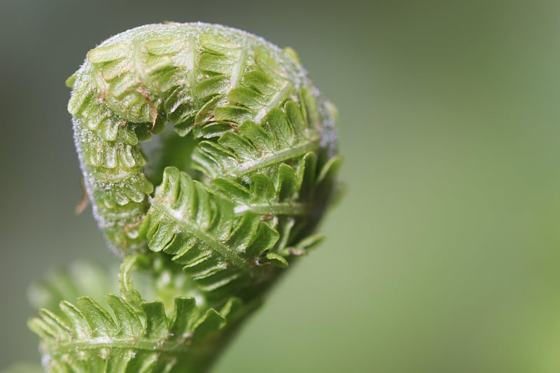 Germination Tips