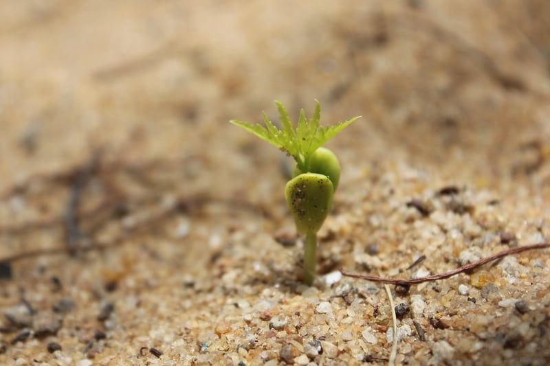 Transplanting Seedlings