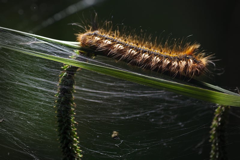 Caterpillars