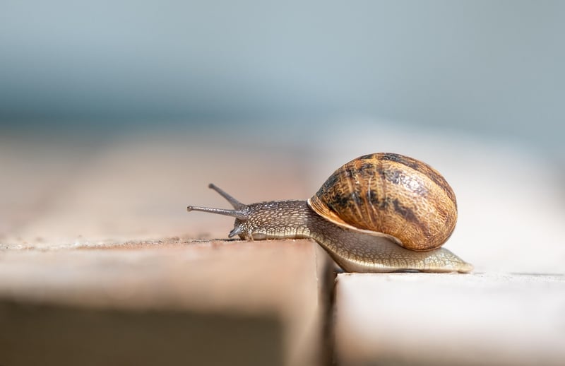 Slugs and Snails